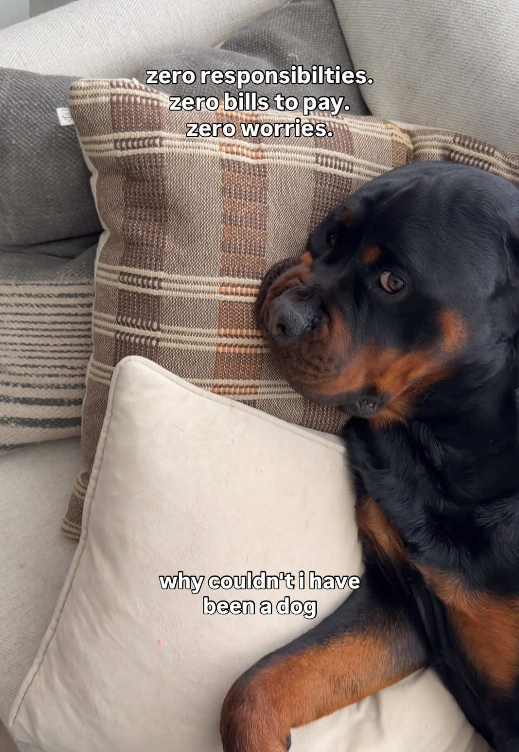 @Rex the Rottweiler