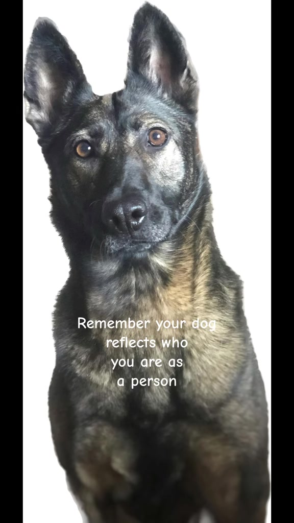 @K9 Dina