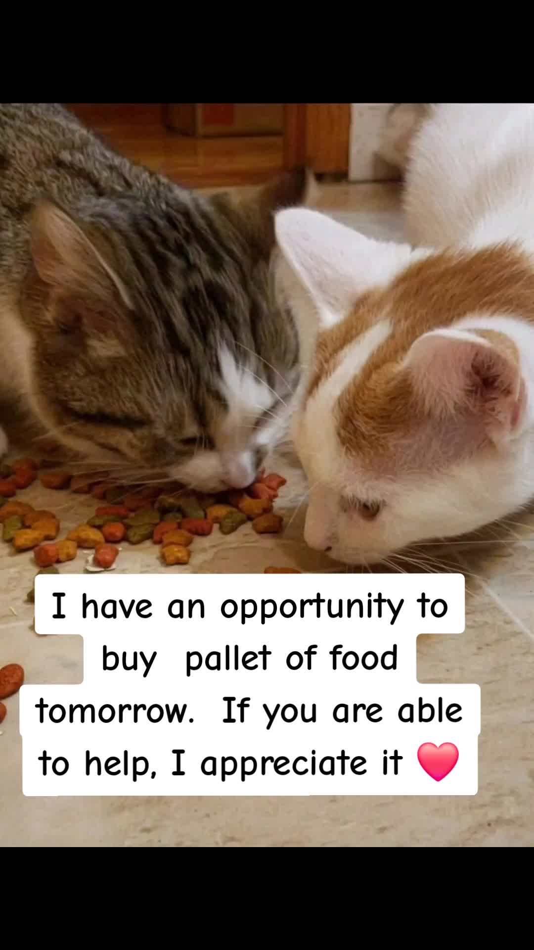 @No More Sad Kitties