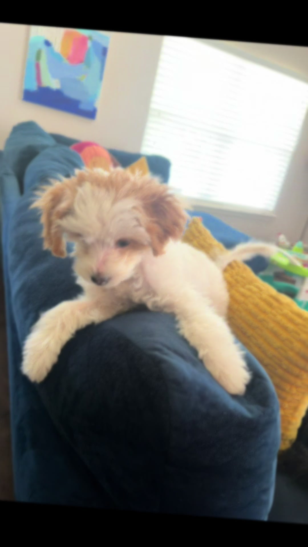 @Twilight Shih Tzu