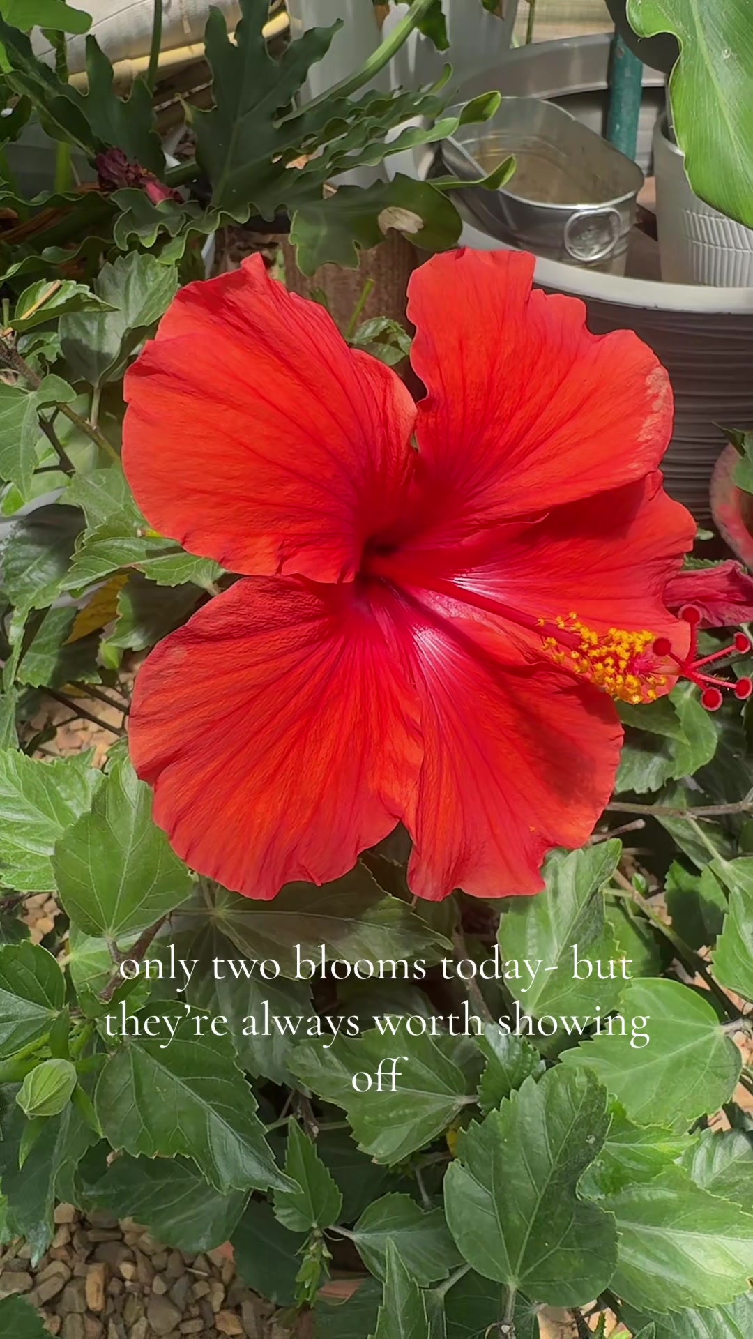 @HJ 🌺🪩🧿🌞🦋