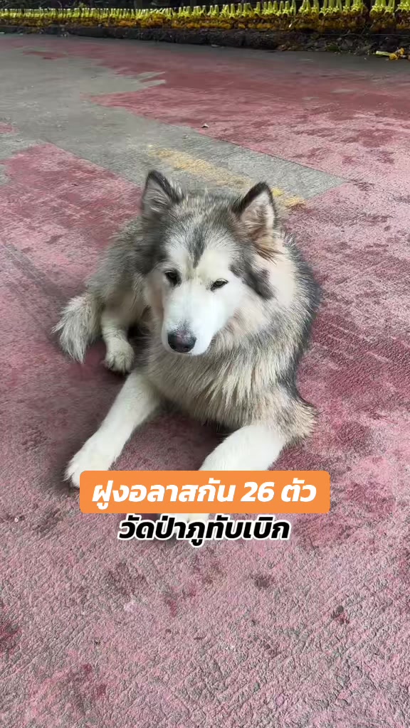 @ben เบน