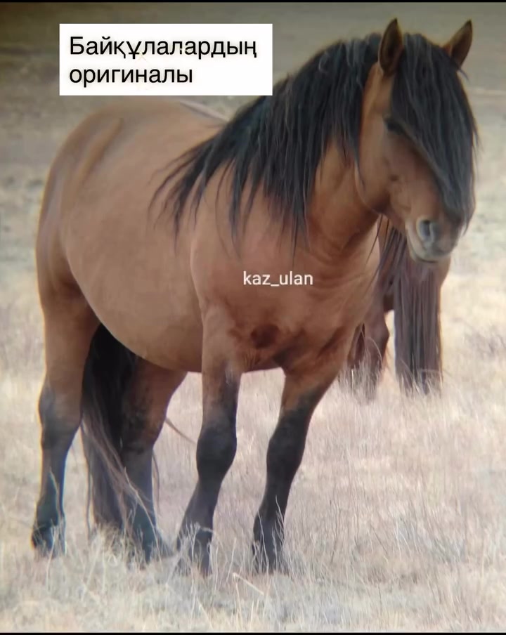 @KH KAZ_ULAN🐴