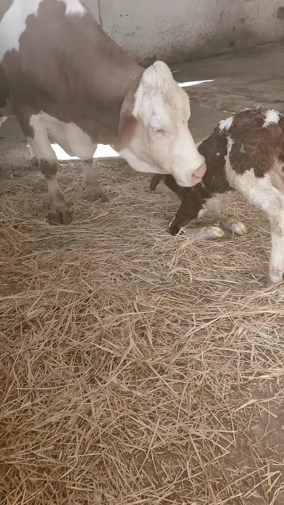 @طبيب بيطري و أفتخر