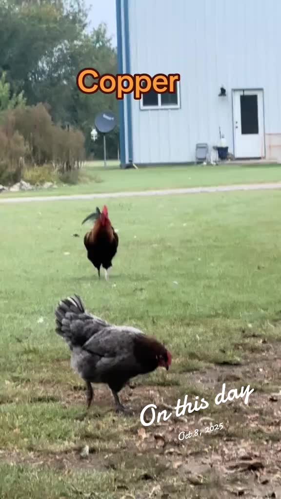 @NonniesFunnyFarm