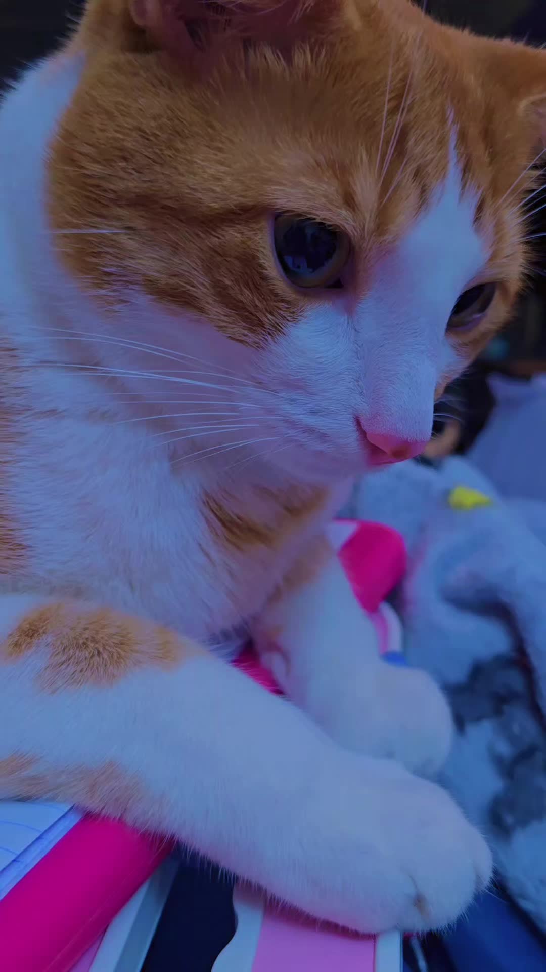 @SudzyDudz77♾️❤️🐱🌩💋