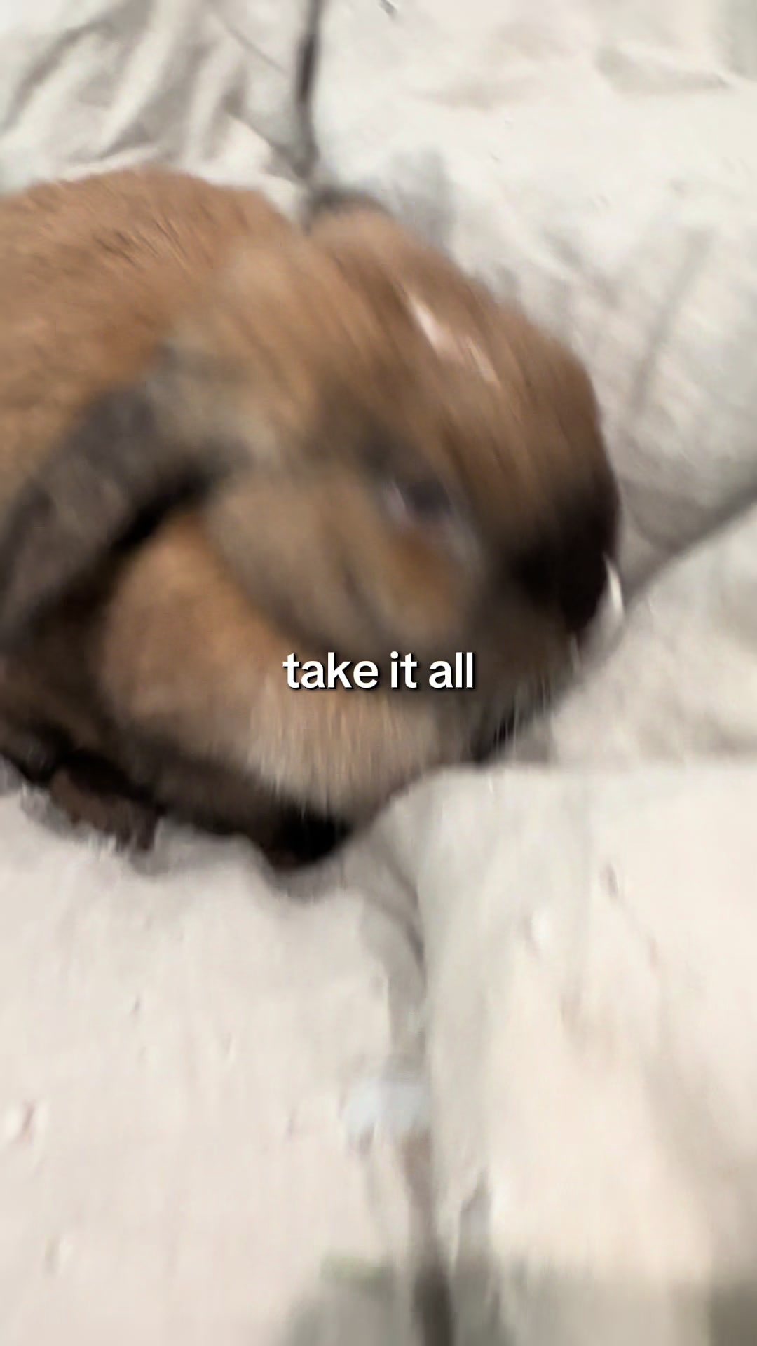 @honeythebunny24