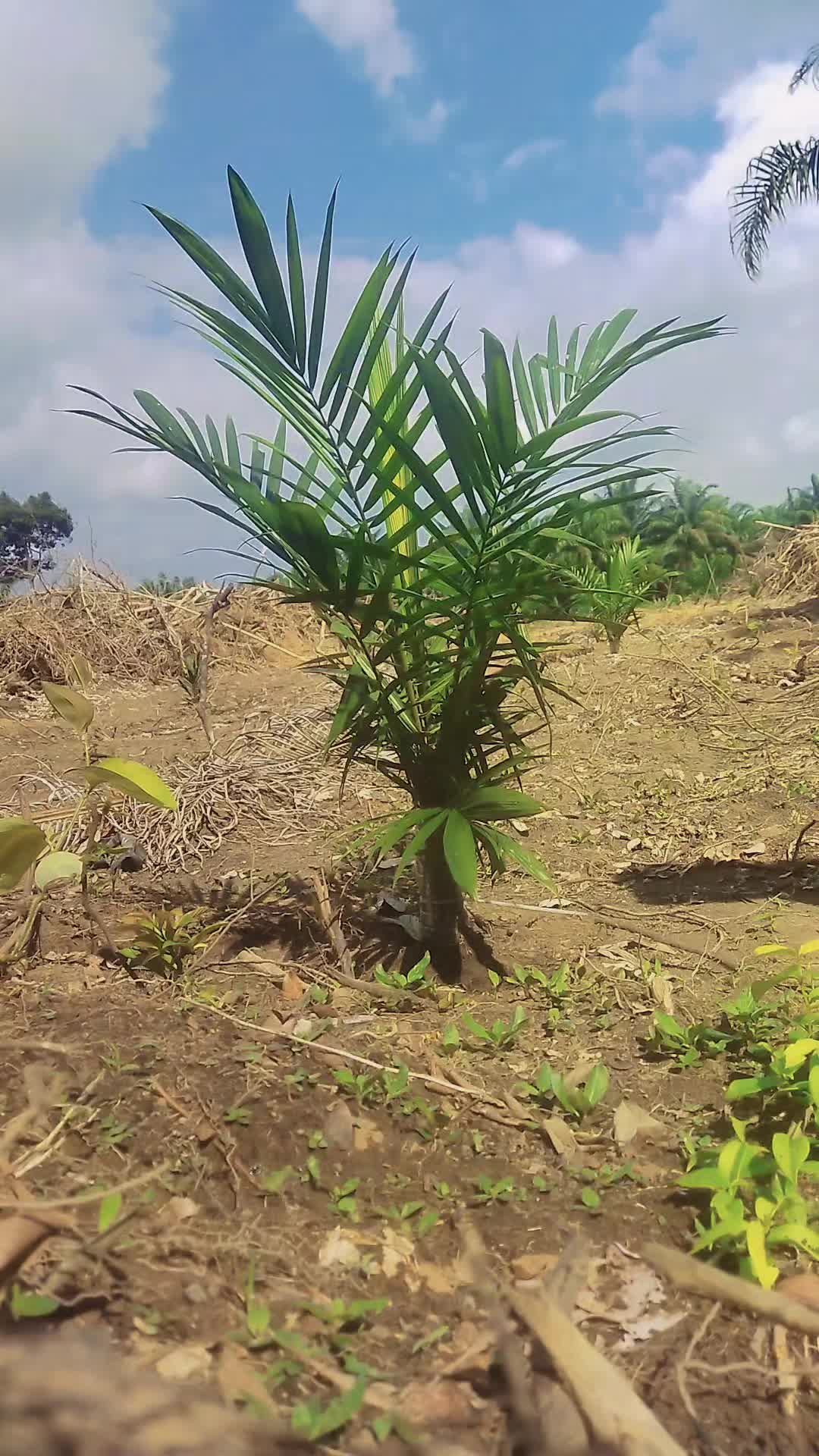 @IG Nusantara