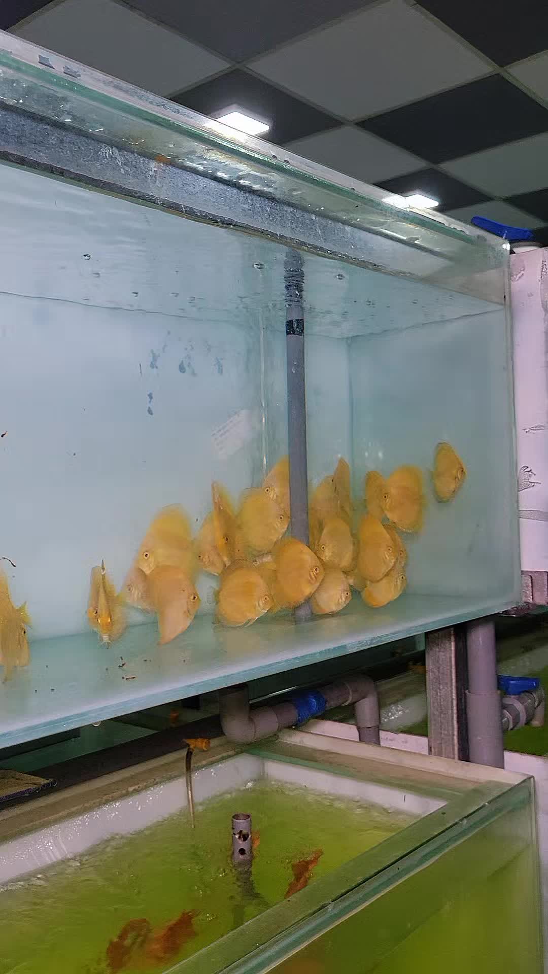 @Discus House Aquarium