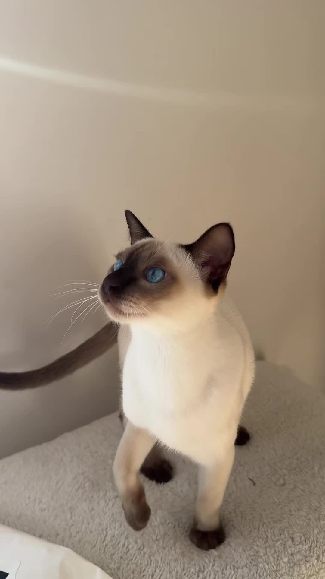 @CAT by Dr Lisa