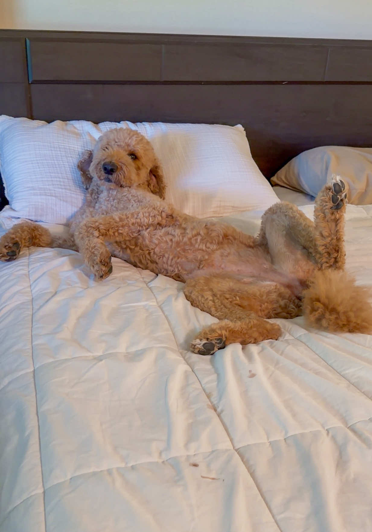 @doodle.mami.aimee🤍🐾