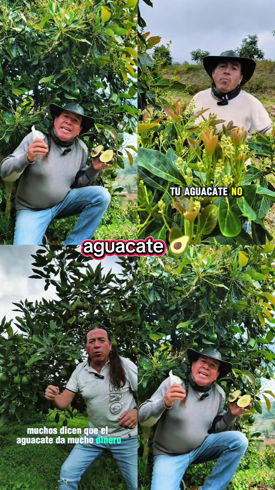 @tour del aguacate