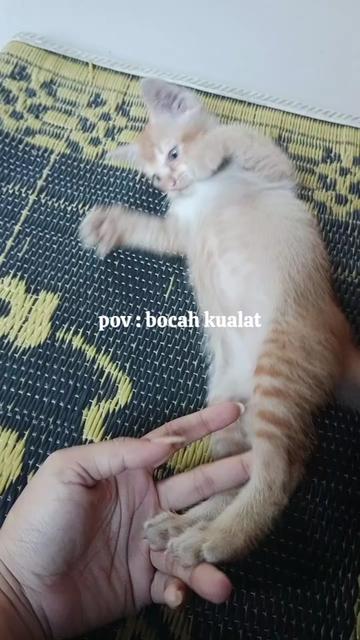 @ocan😼