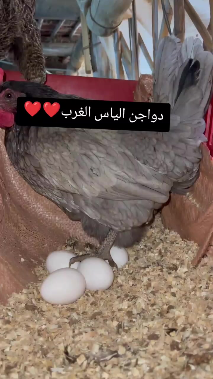 @دواجن الياس🐔🐔🐔