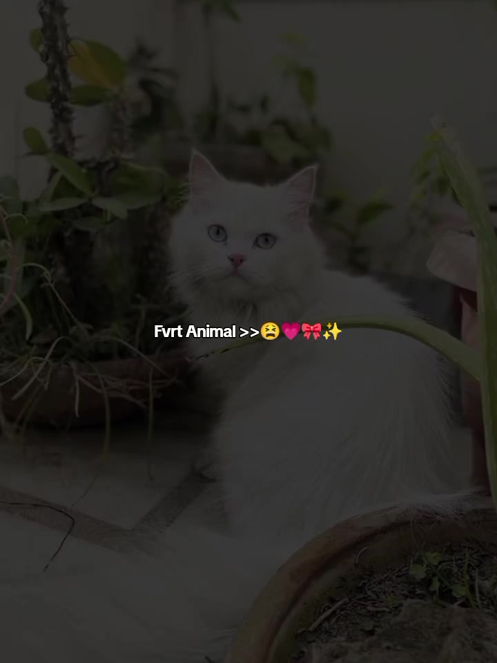 @𝑺𝑨&hearts;︎𝑹𝑼
