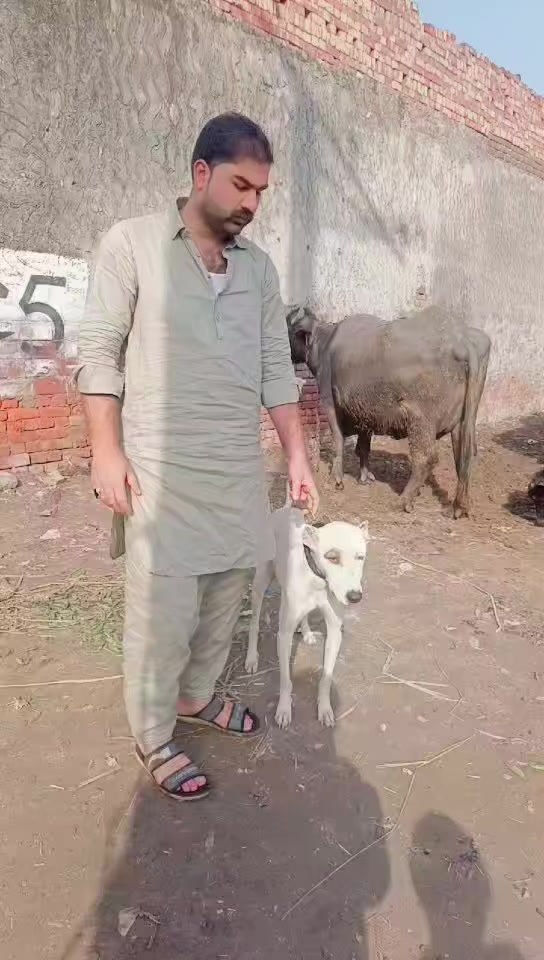 @☛گجـــــ𝙖گ𝘽𝙖ـــــر☚