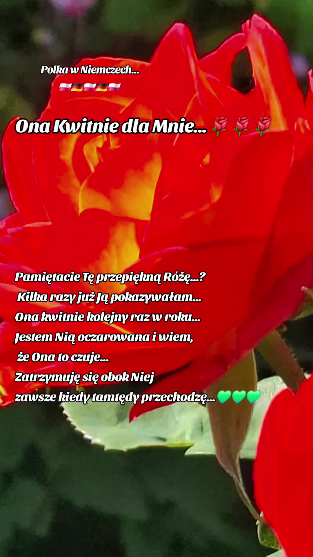 @🍀...Beata_Szmid_Harmonie...💚