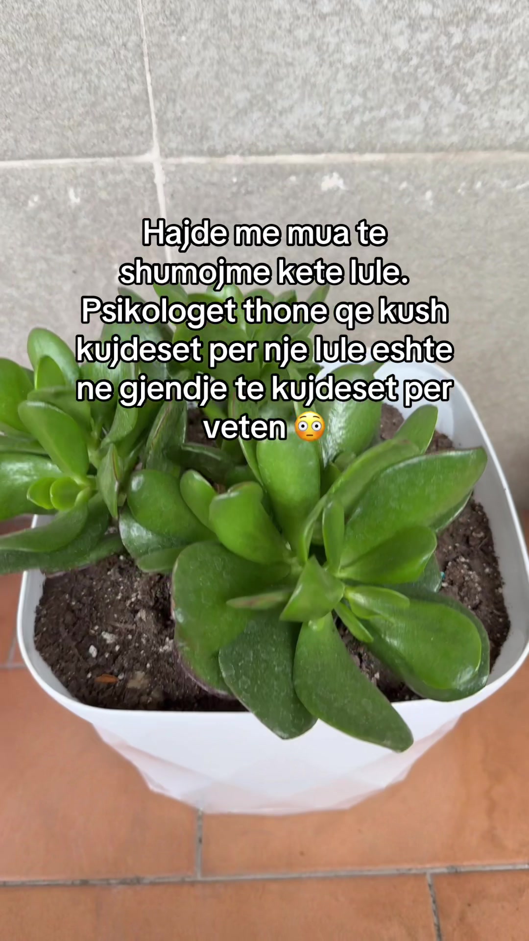 @lolita Estetike