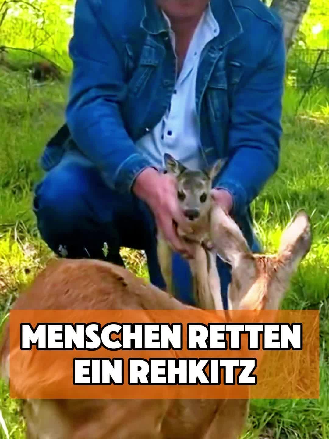 @toto_tier