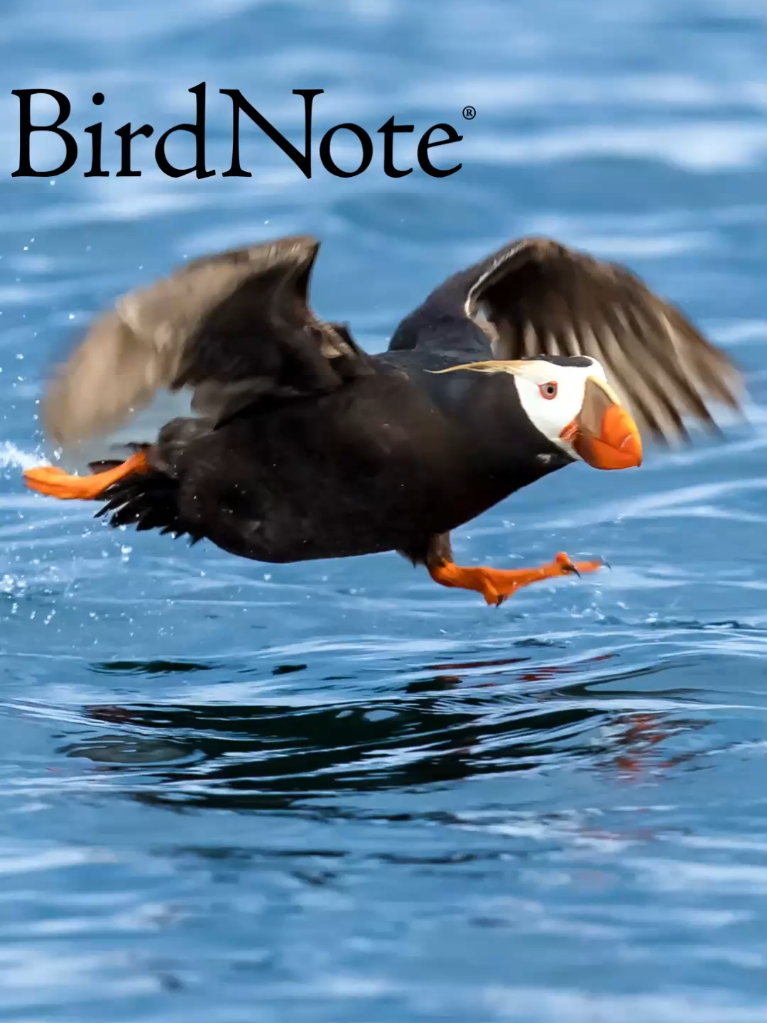 @BirdNote