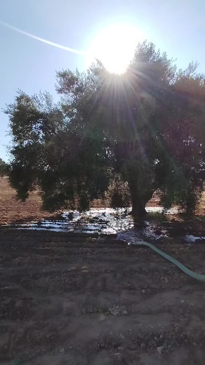 @علاء كرومة