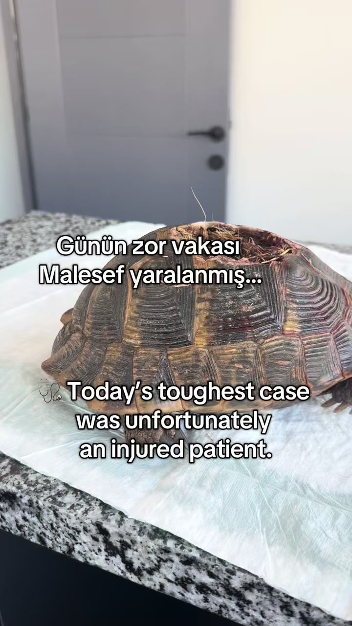 @vet.Behide