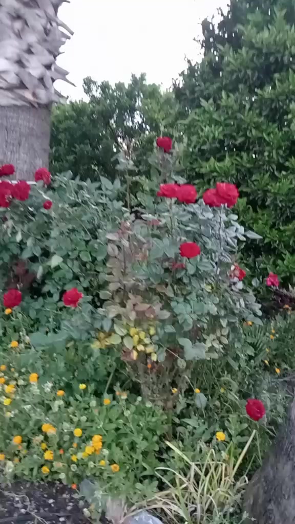 @💖💖❤️DİLAAA❤️💖💖