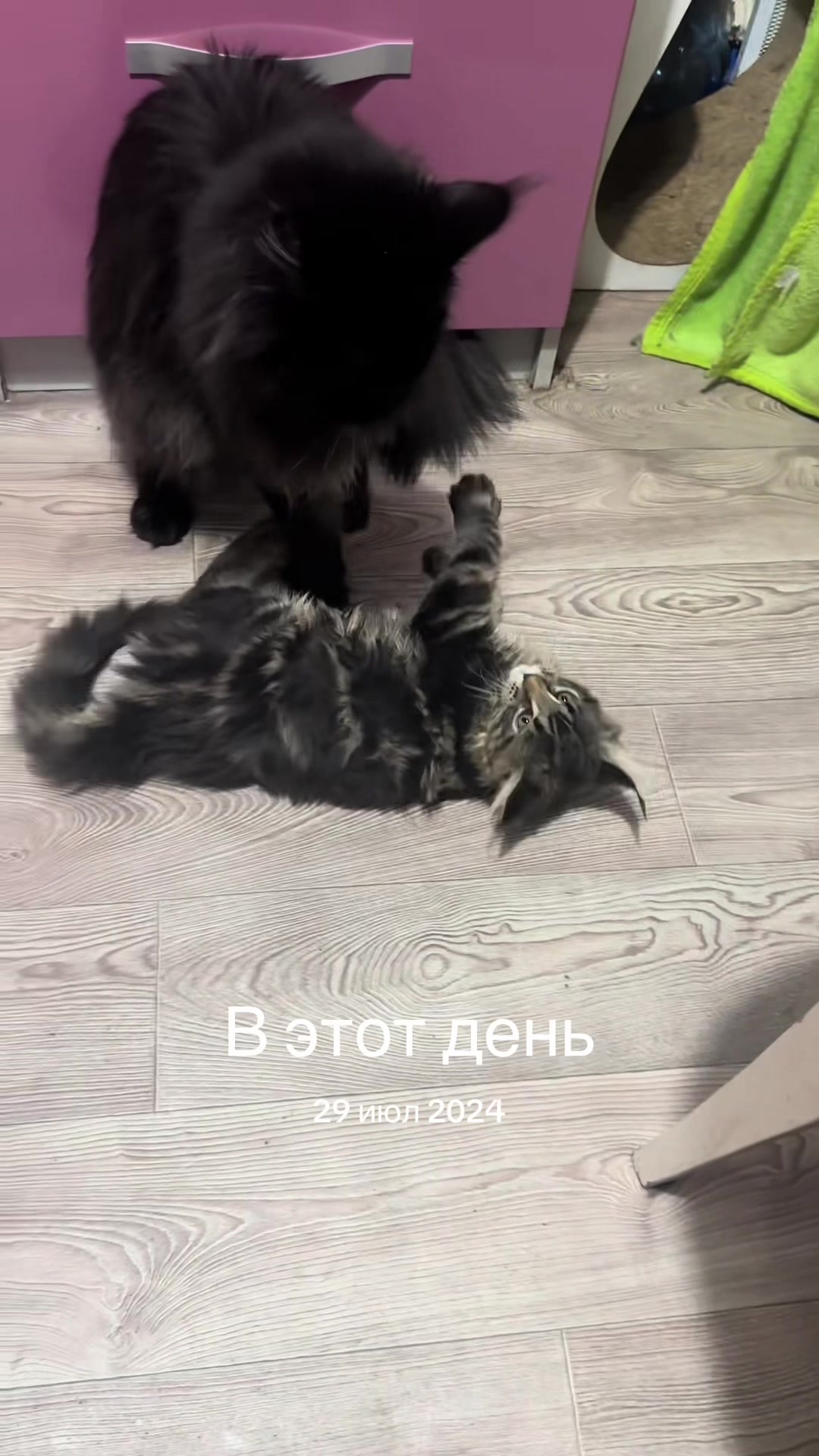 @PARAKENTOS*UA Maine coon
