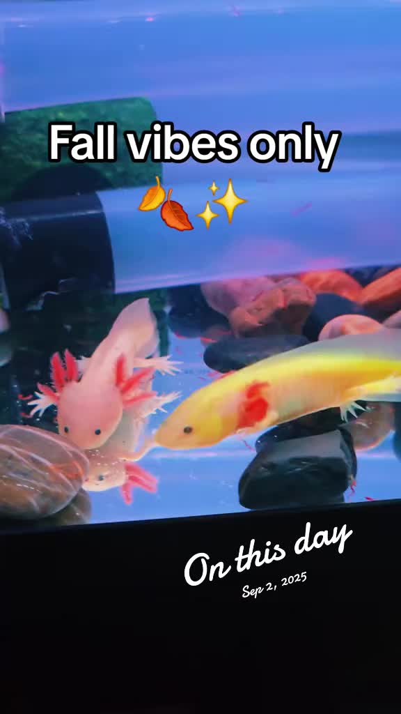 @Eli and Axolotl City