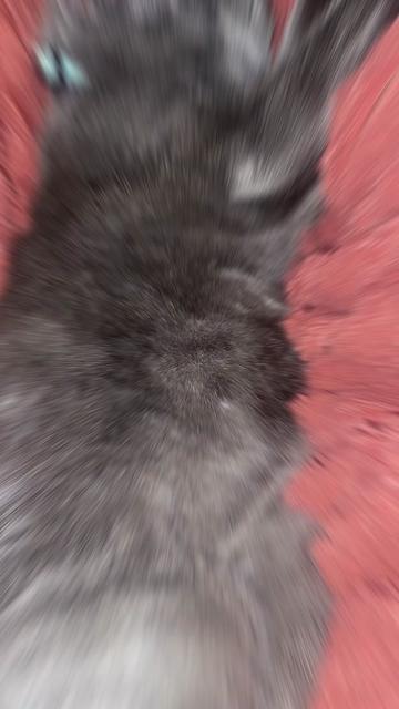 @catmomjailee123