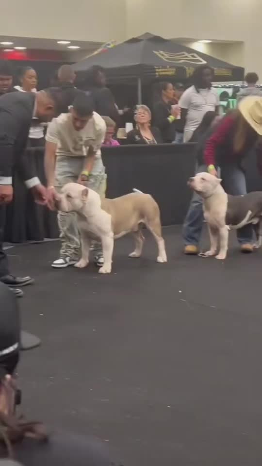 @Dtx_dogkennels