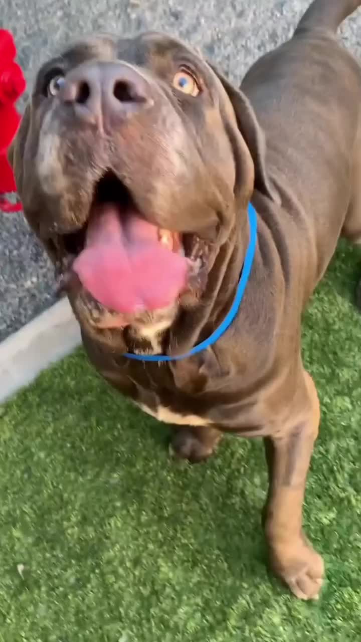 @Cane Corsos