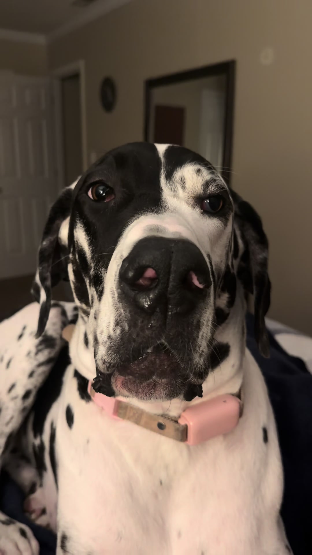 @MBJK just a dog giving smiles