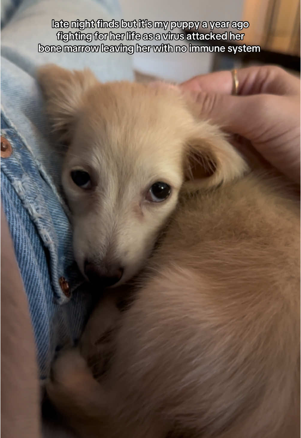 @Bisou 🤍 Cream Mini Dachshund