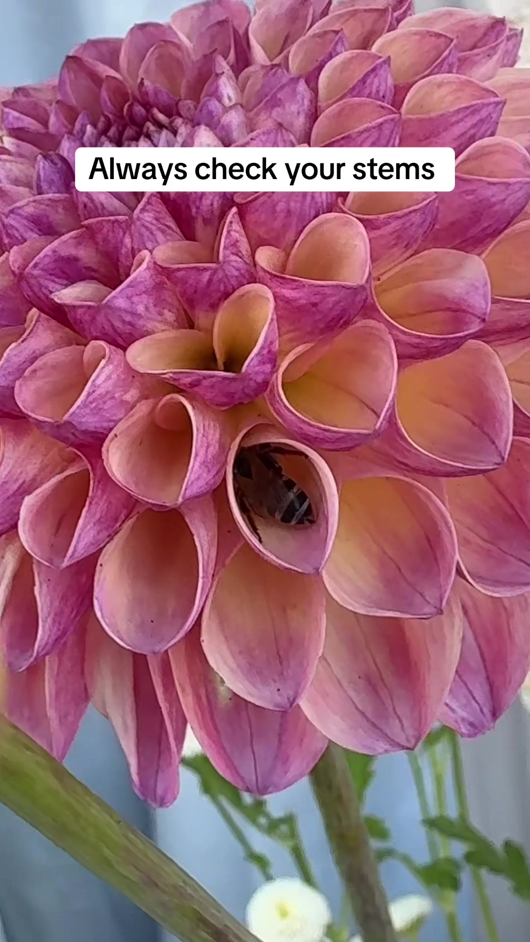 @Rylee’s Blooms