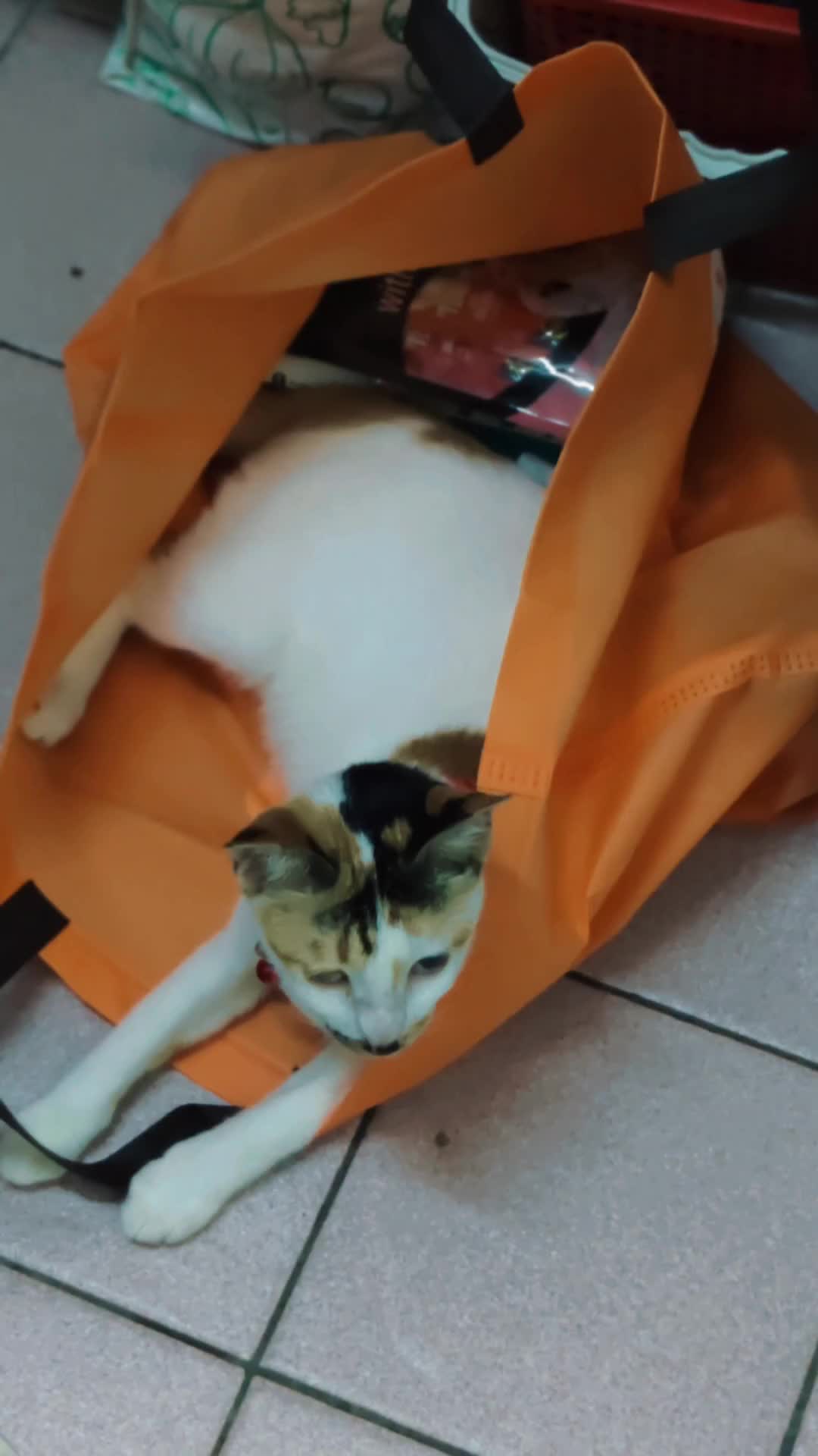 @🦋KupuKupuMalam🦋