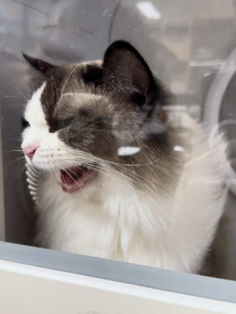 @pawspacetide