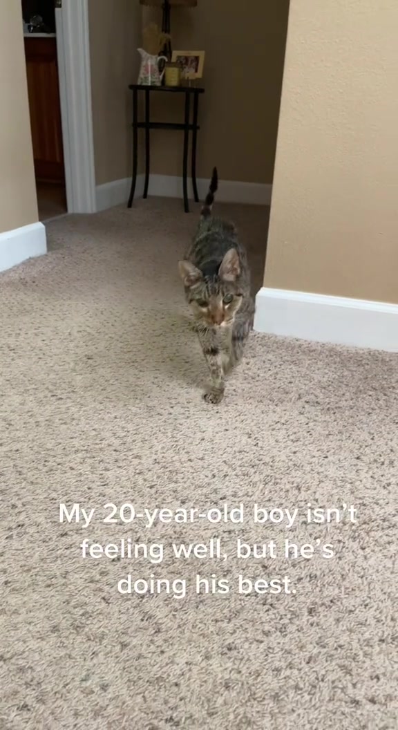 @Luke & Leia Catwalker