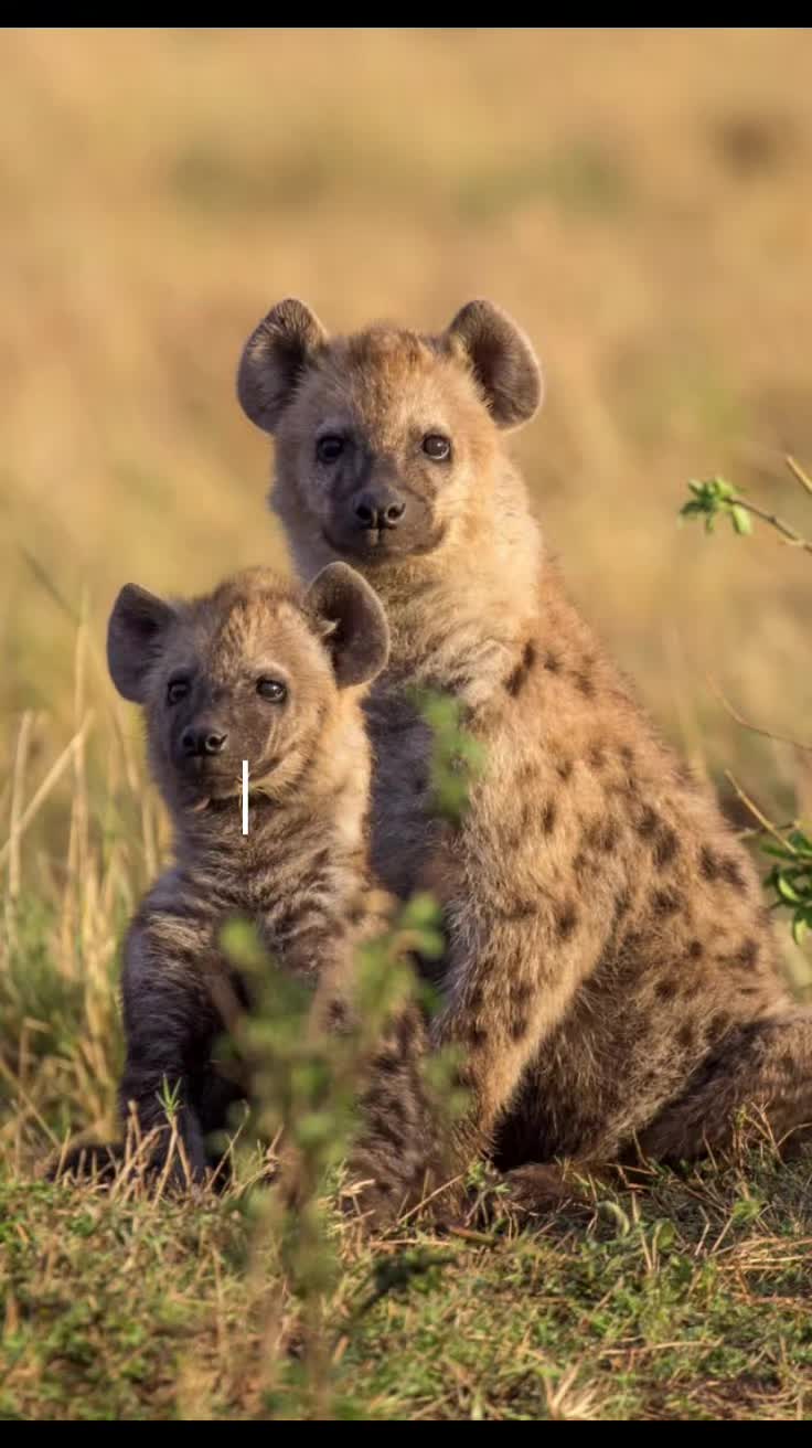 @AbrahamTheHyena✝️
