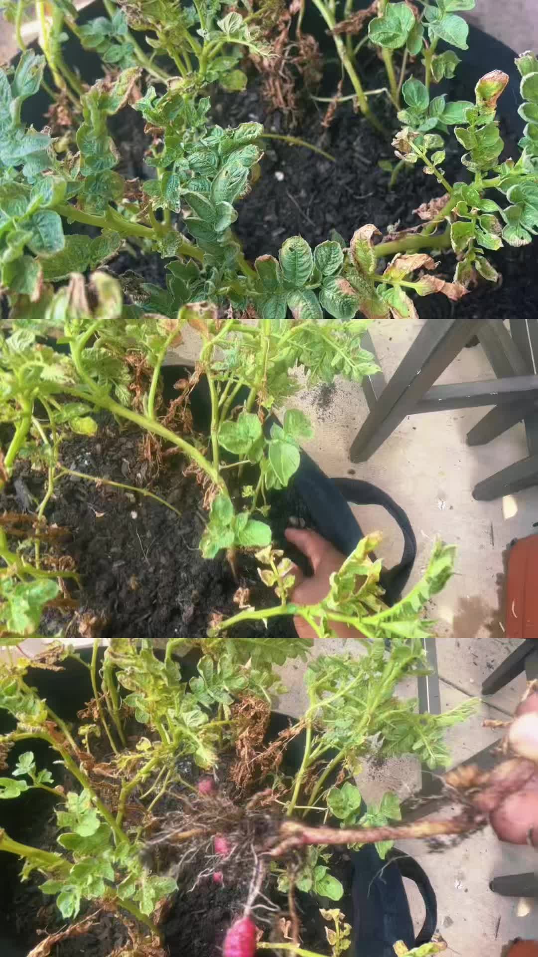 @greengirlgardens