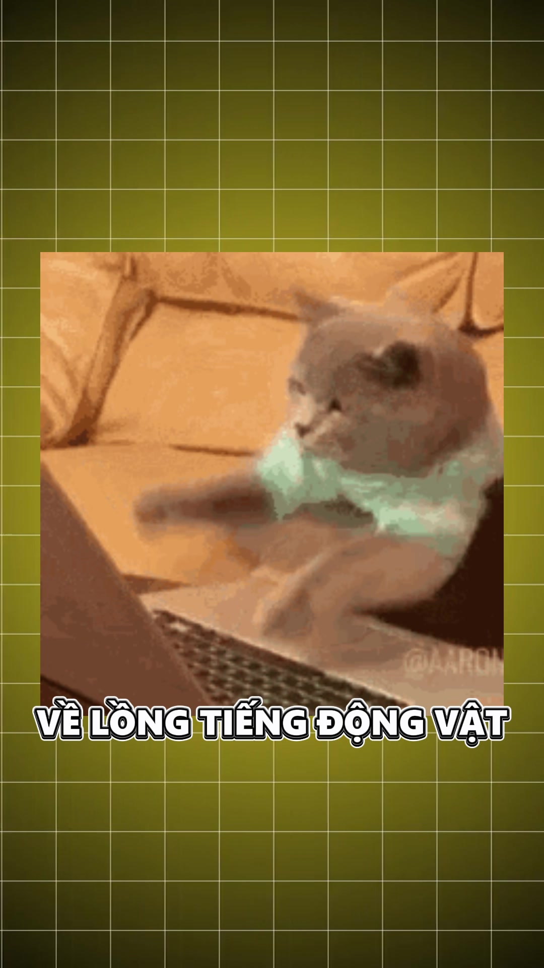 @Tani Kami 🐹