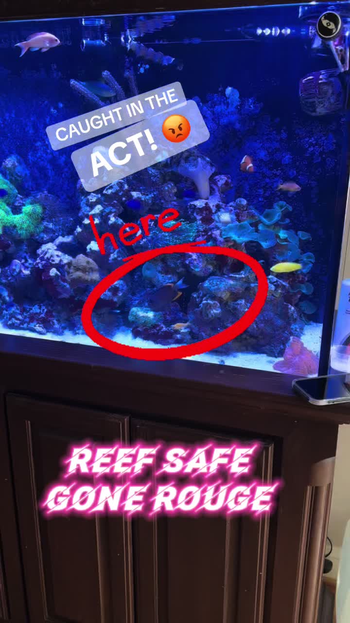 @Triad Aquatic Critters