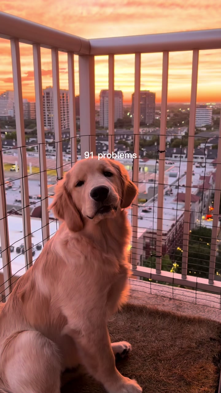 @Luca the Golden