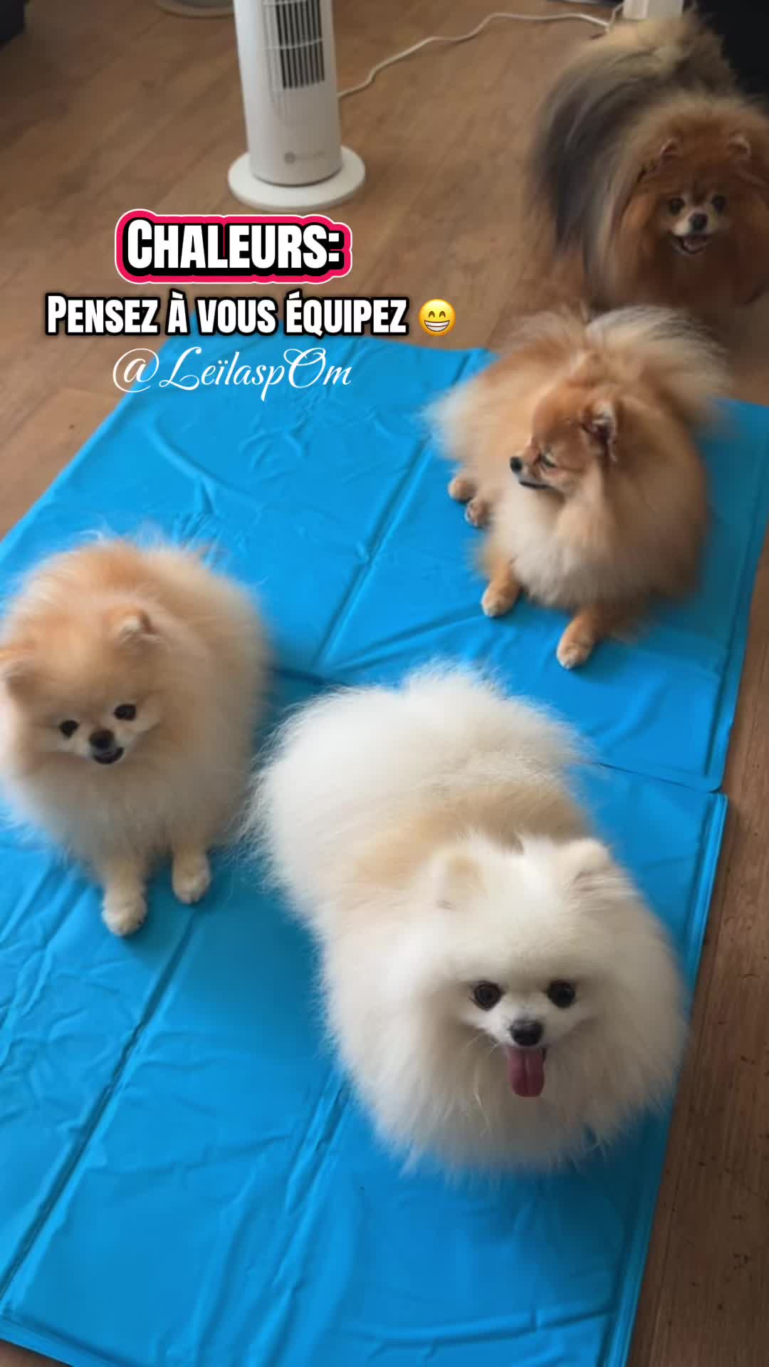 @🎀Leïla’spOm🎀