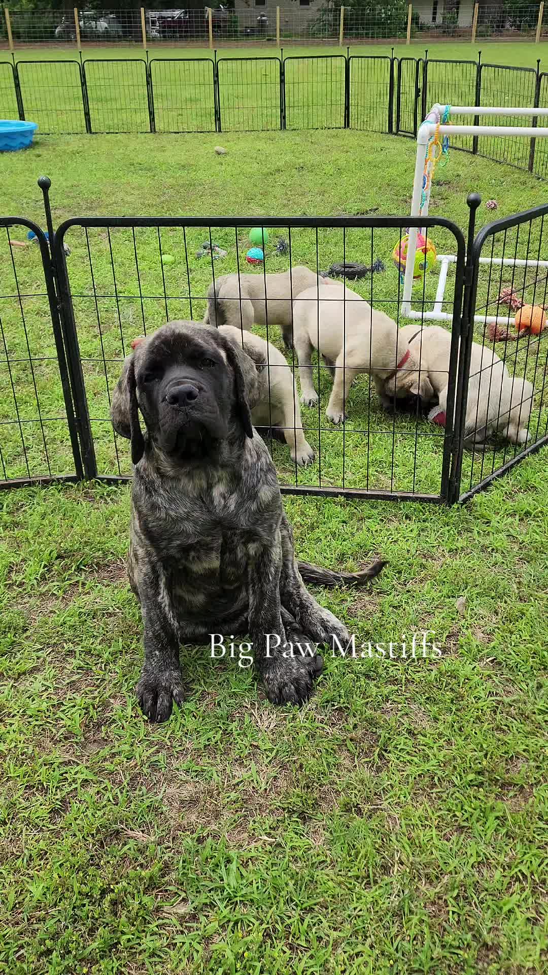 @Big Paw Mastiffs