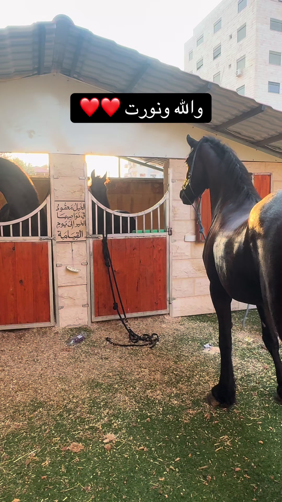 @المحاسب ياسر ابو بكر