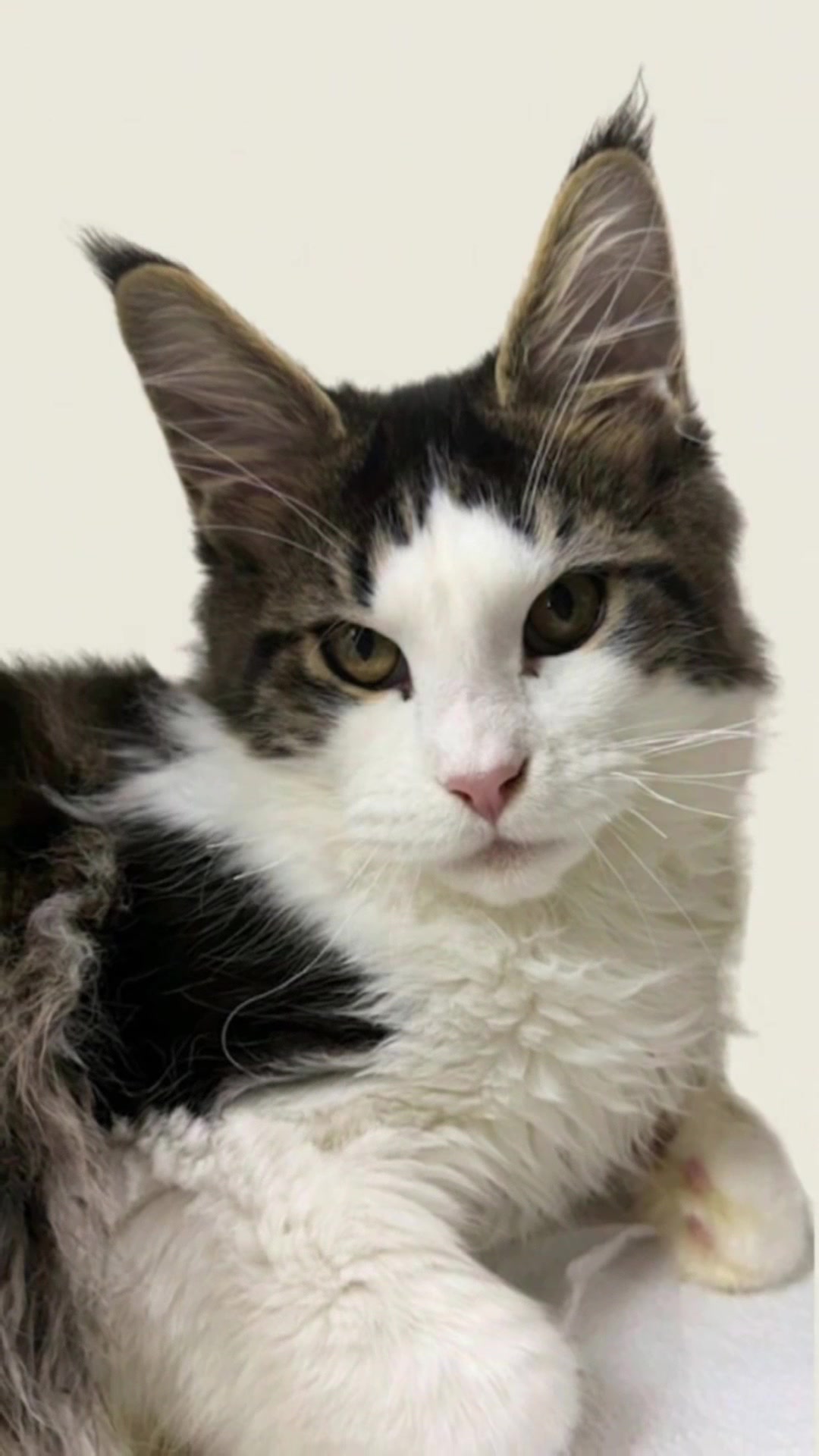 @PARAKENTOS*UA Maine coon