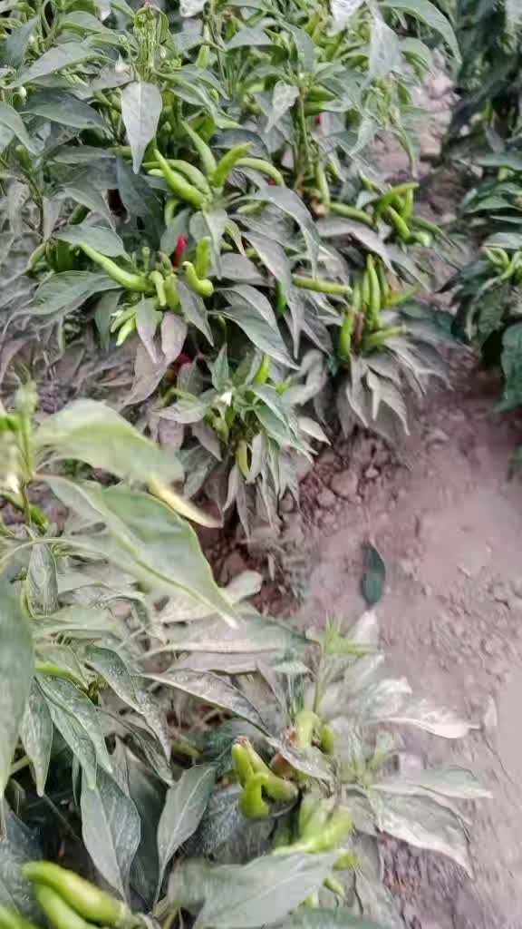 @Veershi