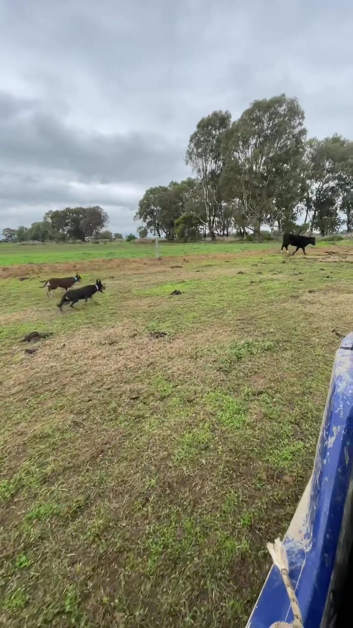 @SouthernDreamin Kelpie stud
