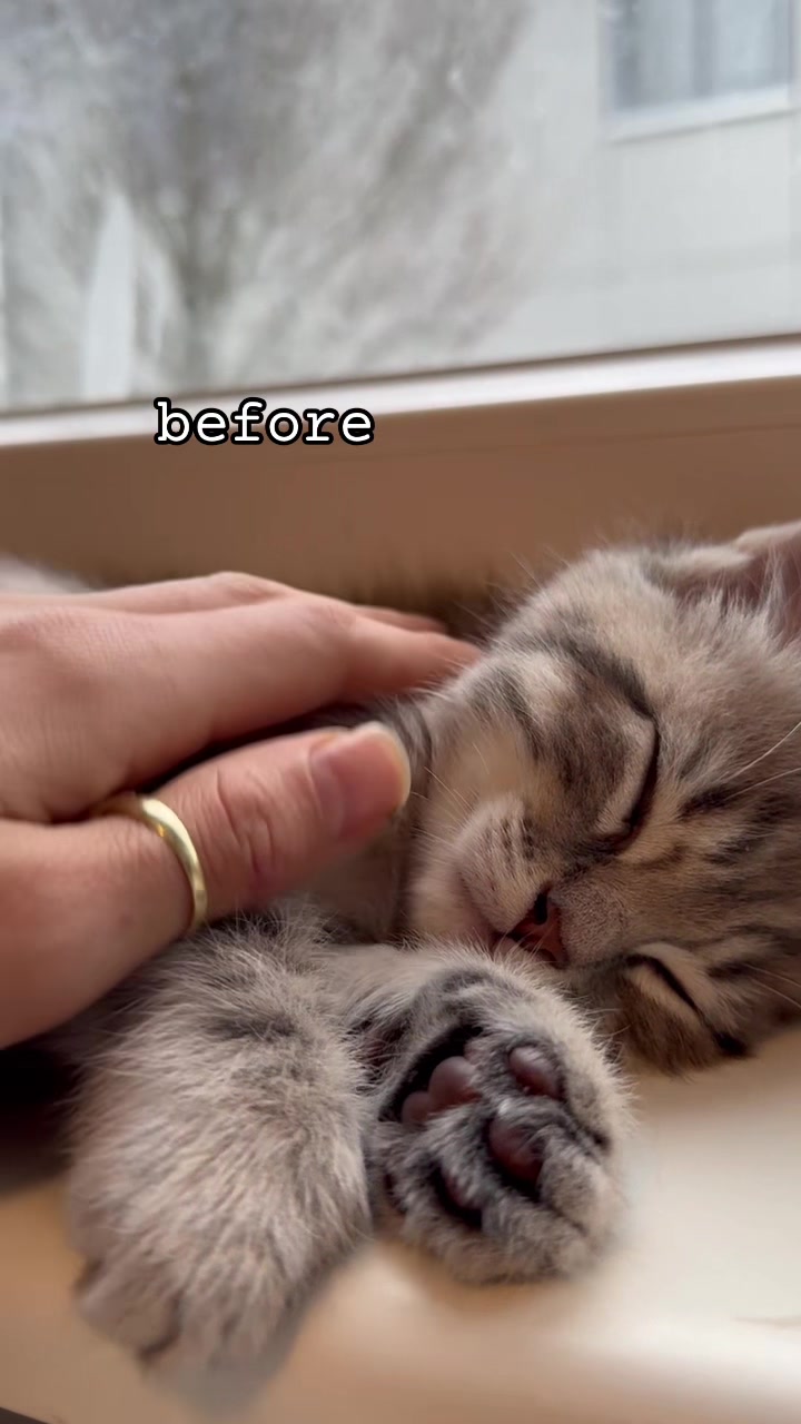 @katze